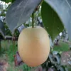 Shandong golden pear hot sale with best price