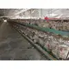 TUV certificated battery cages for layers