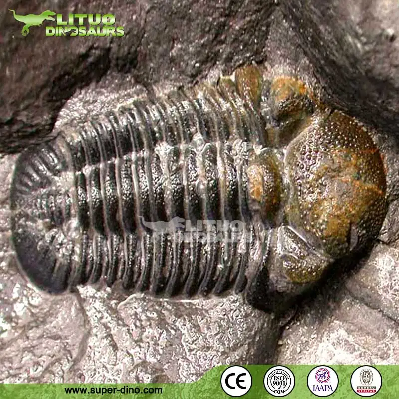 Prehistoric Trilobite Fossil For Sale - Buy Ttrilobite Fossil,Trilobite  Fossils For Sale,Prehistoric Fossil For Sale Product on 