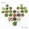 Artificial Photo Frame 3D Succulents For Home Wall Decor