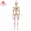 Medical Science two side Muscle Painted Muscle origins (red) and insertions (blue) 85cm Skeleton Model