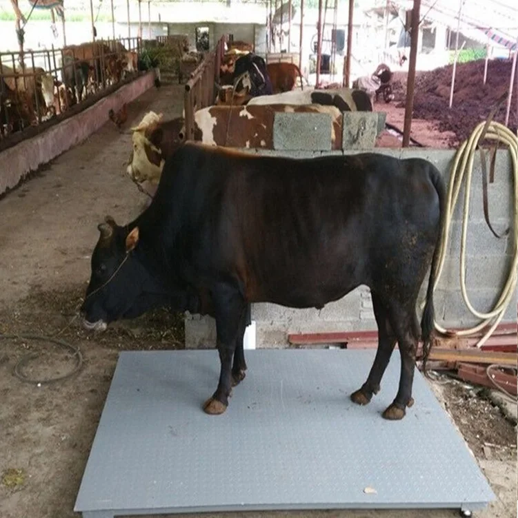Digital Sale Scales For Pigs Sheep And Pig Animal Weighing Lamb