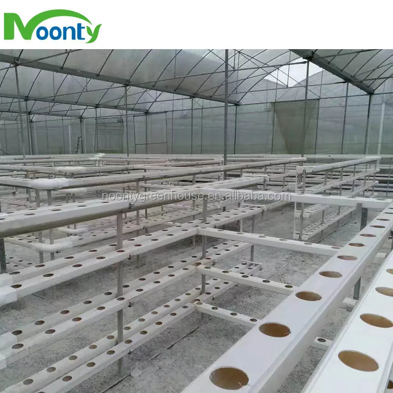 Hydroponics Plant 3.jpg