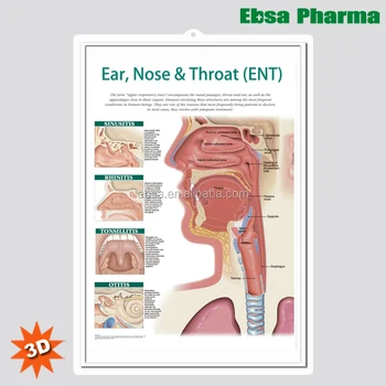 3d Medical Human Anatomy Wall Charts / Poster - Ear,Nose And Throat ...