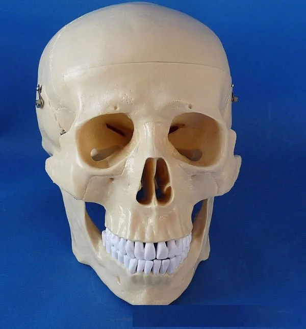 塑料人体零件真人大小的头骨