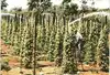 Inviting For Plan For High-Grade Plant And Farm And Factory
