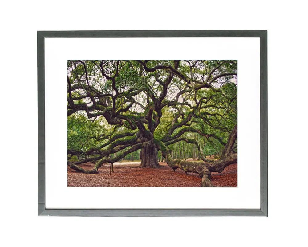 Angel Oak Tree Print, Charleston Photography, Angel Oak Photography Charleston Art, South Carolina Photography, Nature Landscape, Forest Art