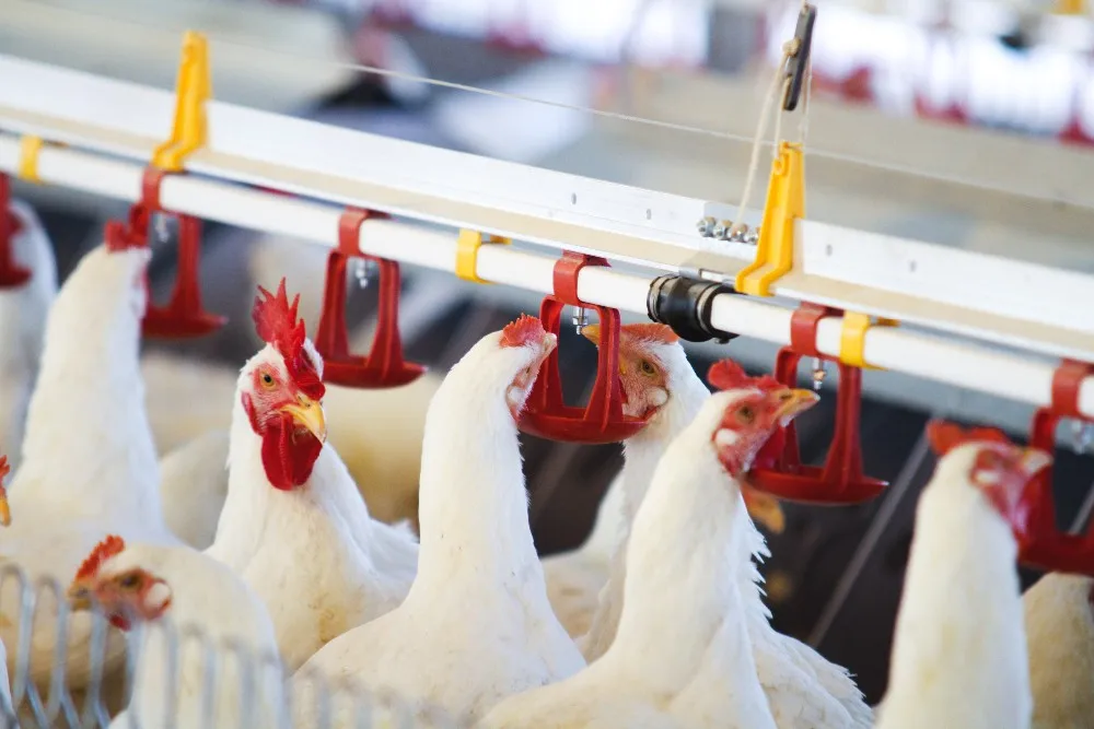 不锈钢家禽饮料水设备鸡饮水器乳头