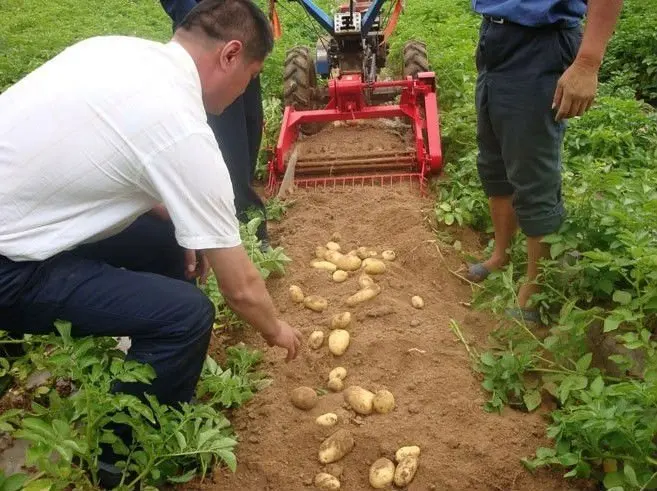 Преимущества тракторного картофелеуборочного комбайна. 
