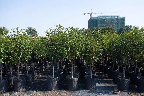 polyethylene flower pot