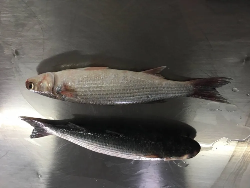 frozen mullet fish