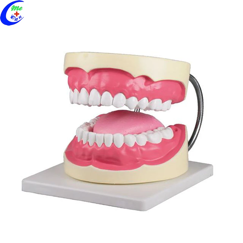 tooth model dental.jpg