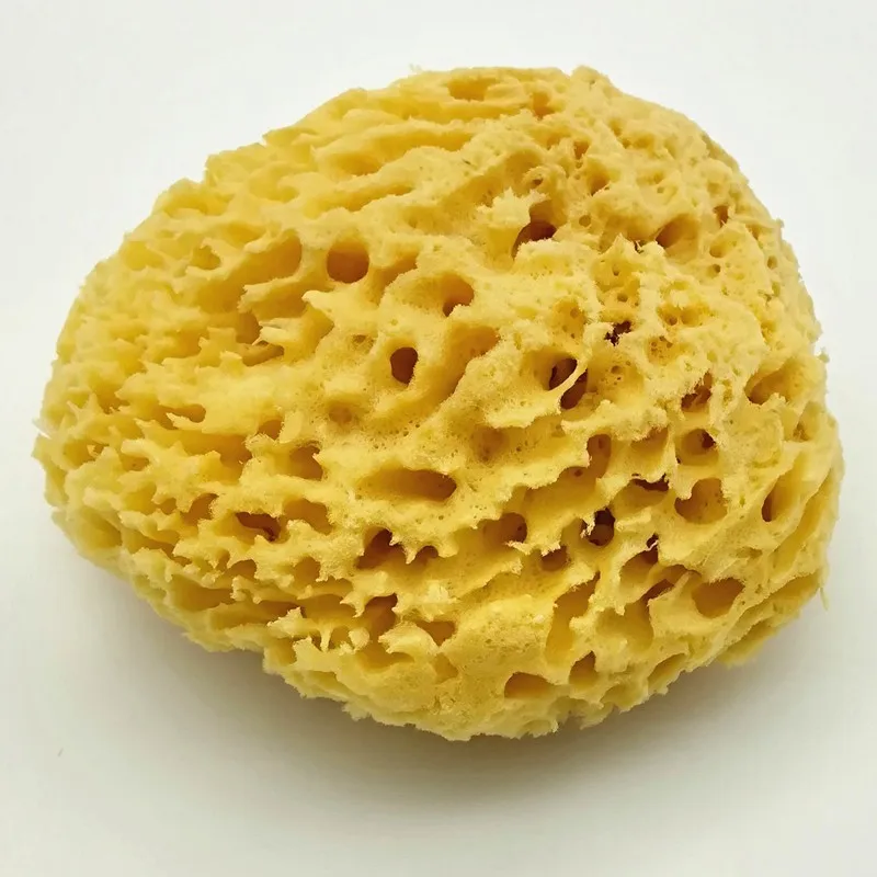 Губка морская, натуральная. Туалетная губка. Морская губка на белом. Морская губка. Губки porifera spongia.