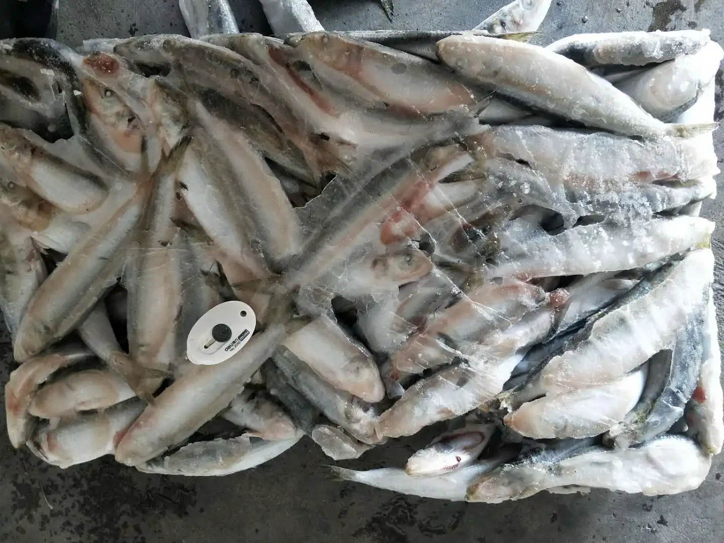 イワシ冷凍餌ライトキャッチ卸売価格 Buy 冷凍イワシ餌ため イワシ餌ための販売 のためイワシ餌 Product On Alibaba Com