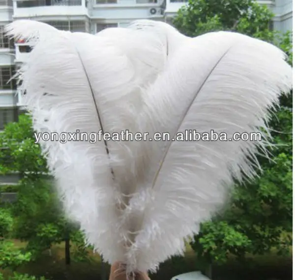 long ostrich feathers for sale