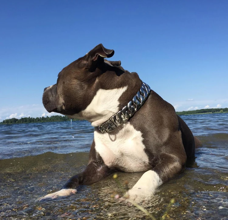 bully cuban link collar