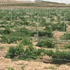 Vineyard Post/ Vineyard Trellis Stake/ Grape Trellis Post