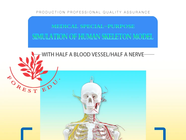 1 Skeleton model.jpg