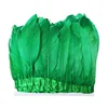 pheasant birds/ Live pheasant/ pheasant fertile eggs/ pheasantfeathers