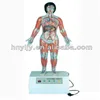 biology electric model/the microcomputer model of human cardiac cycle and greater,lesser circulation