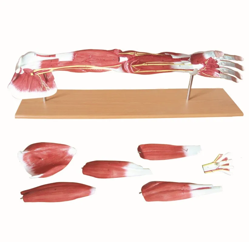 Muscles Of The Human Plastic Arm Life Size Model 7 Parts - Buy Plastic ...