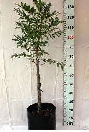 Ekebergia Capensis Plantzafrica