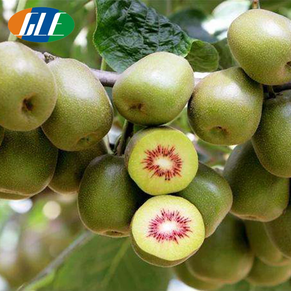 kiwi fruit4.jpg