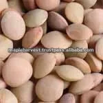 
High Quality and Best Selling Organic Lentils 