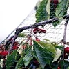 virgin hdpe plastic fabric agriculture anti bird protection net