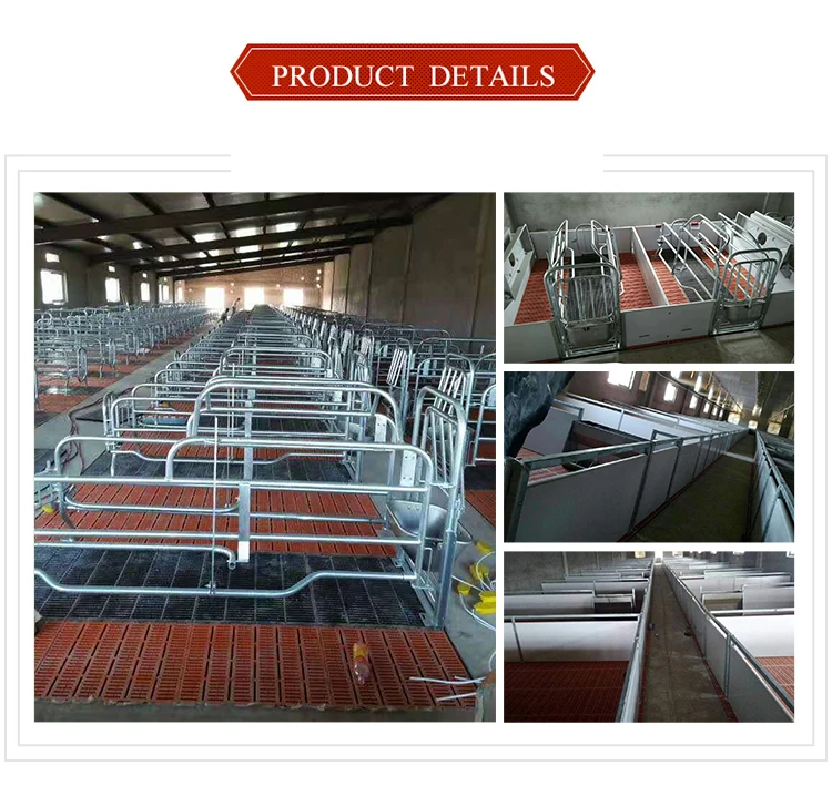 Cages for sow galvanized farrowing crate design