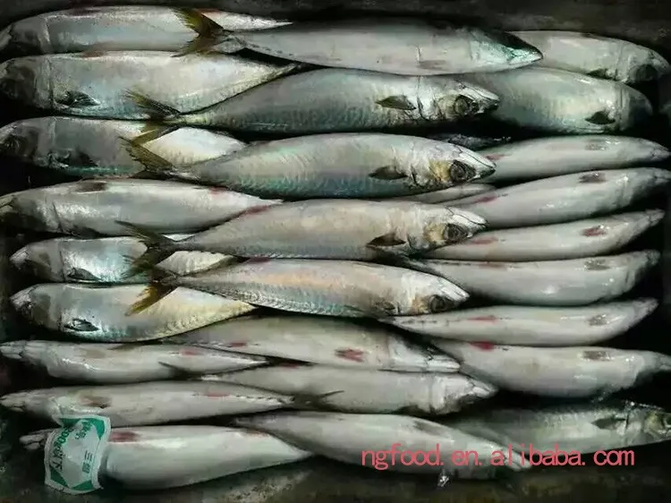Frozen Pacific Mackerel Fresh Fish Catching Mackerel In Pouch Buy
