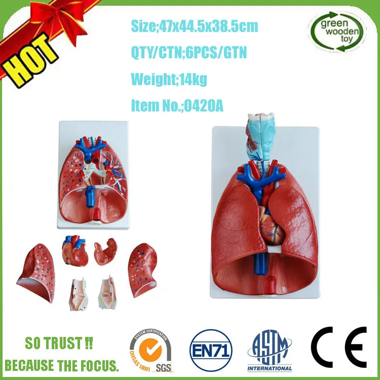 Medical Teaching Simulation Type Plastic 3d Human Anatomy Lung Model ...