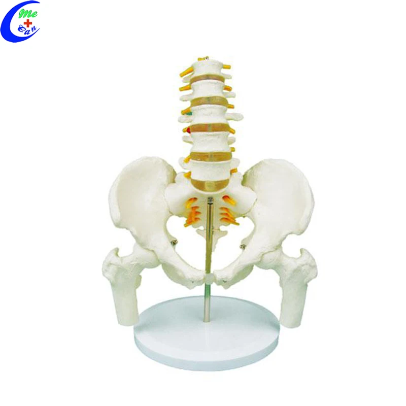 spine anatomical model .jpg