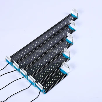 can dog eat blueberries