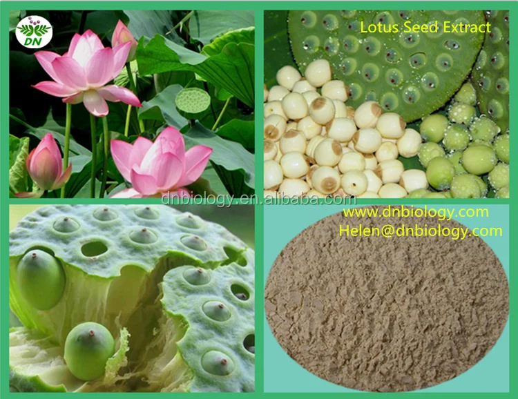 Good Price Organic Lotus Seed Extract /lotus Seed Organic Powder/good