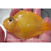 Wholesale Yellow Blood Parrot Tank Fish In Taiwan