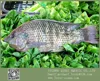 Products To Sale Tropical Fish Live Freshwater Frozen Black Tilapia Tuna 10kg 500-800g/pc