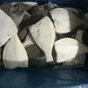 Frozen Sting Ray Fish From China