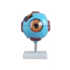 XC-316 Giant human Eye Model