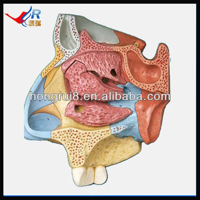 鼻空洞の正中矢状断面鼻解剖学的モデル鼻空洞 Buy 鼻腔 鼻腔 鼻腔 Product On Alibaba Com