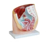 Human Female Pelvis Section Model Pelvis Anatomy Model