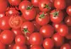 gino tomato paste factory bulk price tomato paste for nigeria 800g*12tins