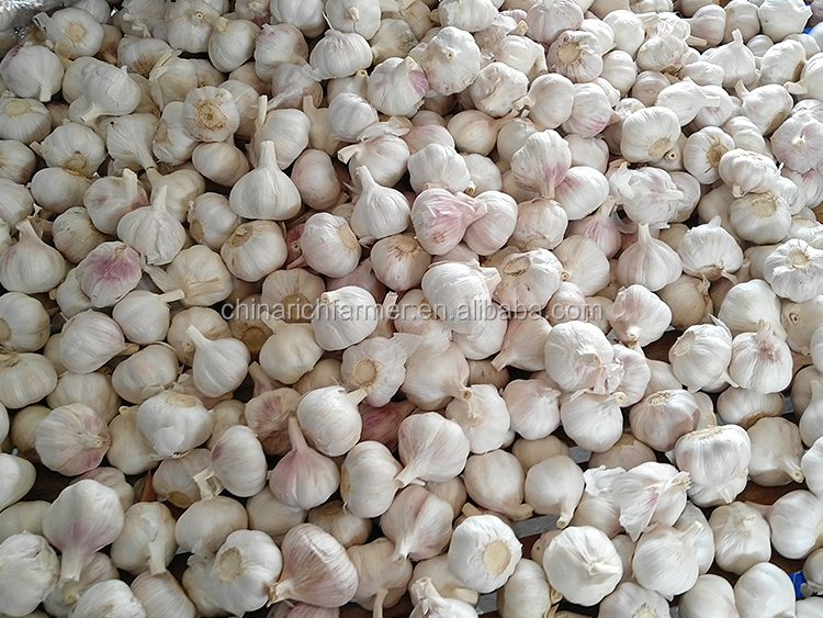 garlic (200).jpg
