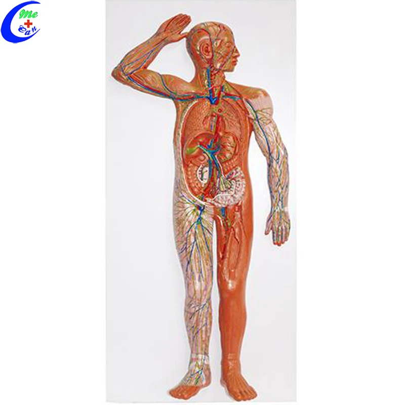 blood circulation model.jpg