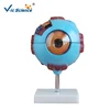 High Quality Medical Teaching Six Times Enlarged blue Plastic Human Eye Model