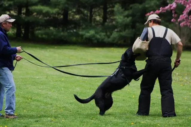training dog lead