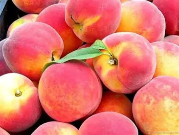 The peach tree is one of the finest fruit trees Fresh-Greek-Peach.jpg_350x350