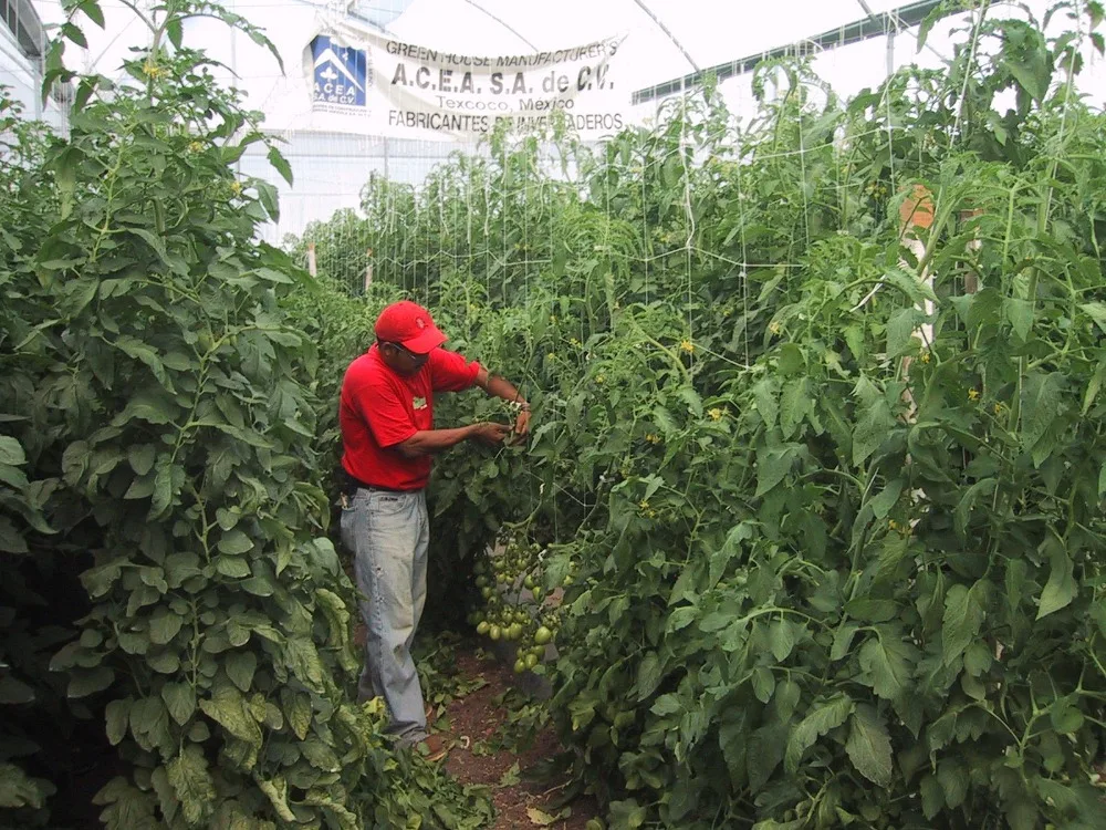 Cucumber,Bitter Gourd Netting Climbing Plant Support Trellis Netting
