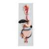 XC-315 human Digestive System model
