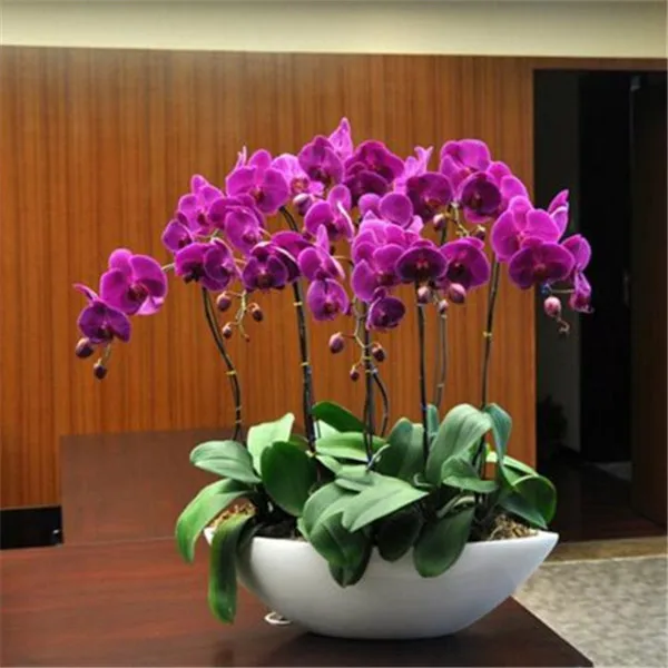 Фото несколько орхидей в одном горшке фото